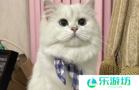 网络用语团宠酸奶妹是什么梗