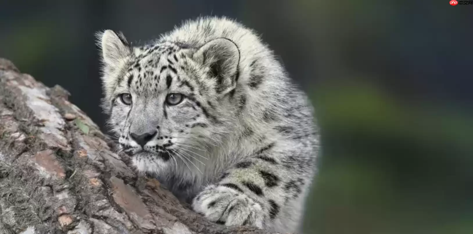 iOS 27前瞻：「雪豹」级体验升级，涵盖7大核心功能